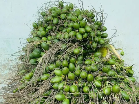 Thương lái ồ ạt thu mua cau với giá cao những năm gần đây để làm gì?