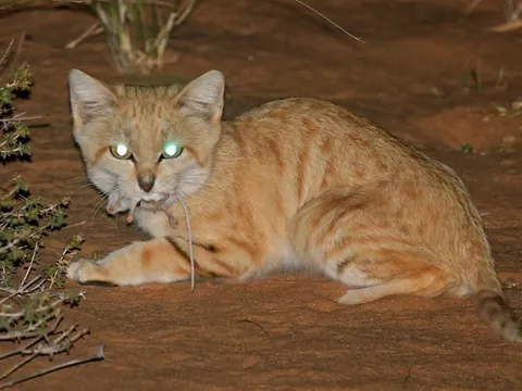 Bí ẩn về 'sát thủ tí hon' giữa vùng cát bỏng: Ăn rắn độc, sống cả tháng không cần uống nước trên sa mạc khô cằn