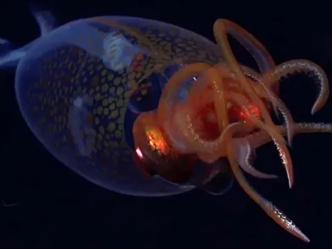 Mực khổng lồ hiếm hoi lần đầu tiên được ghi hình trong môi trường tự nhiên sau 100 năm phát hiện và kích thước khiến bạn bất ngờ!