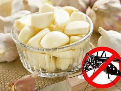 Mẹo đuổi muỗi hiệu quả bằng nguyên liệu tự nhiên, an toàn cho cả gia đình