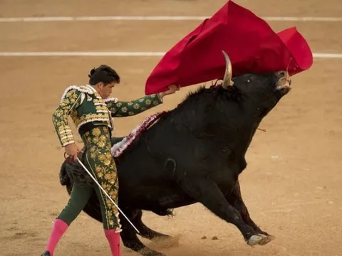 Bò tót bị mù màu, vậy tại sao người ta lại dùng khăn đỏ để chọc giận chúng?