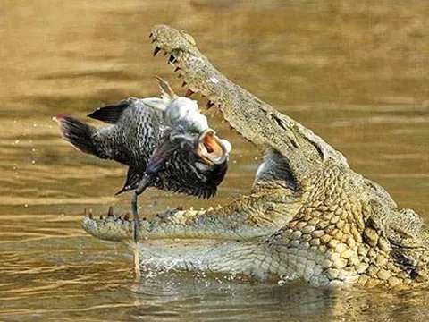 Tại sao cá sấu có thể nuốt mồi dưới nước mà không bị sặc? Bí mật nằm ở cấu tạo cổ họng độc đáo