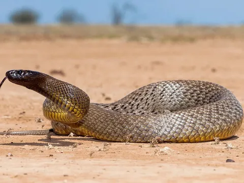 Loài rắn độc nhất thế giới: Chỉ cần vài miligram nọc có thể giết hàng ngàn người