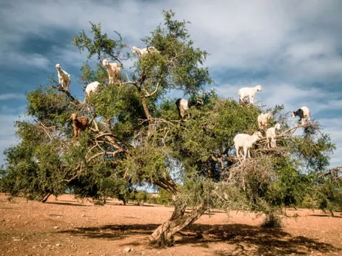 Tại sao dê có thể leo cây được?