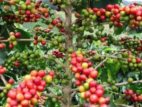 Giá nông sản ngày 18/4/2025: Cà phê và hồ tiêu duy trì đà tăng nhẹ