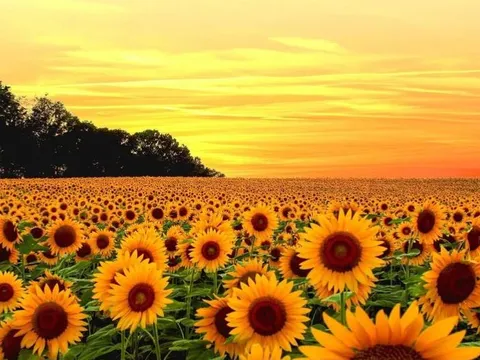 Vì sao hoa hướng dương luôn quay mặt về phía mặt trời? Bí ẩn của sự vận động theo ánh sáng