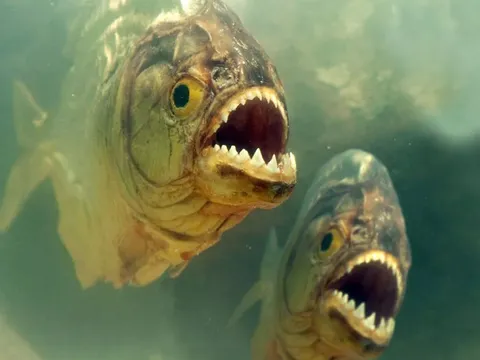 Điểm danh những loài cá nguy hiểm nhất thế giới