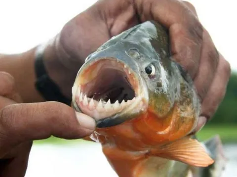 Cá piranha – Sát thủ máu lạnh vùng sông Amazon