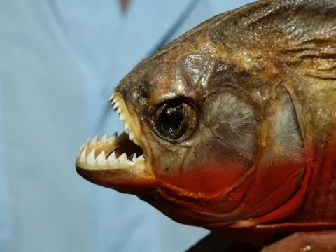Piranha: Loài cá có hàm răng sắc như dao cạo, lực cắn cực mạnh
