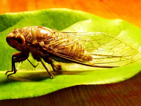 Vì sao ve chỉ kêu vào mùa hè? Bí mật sau bản nhạc mùa nắng nóng