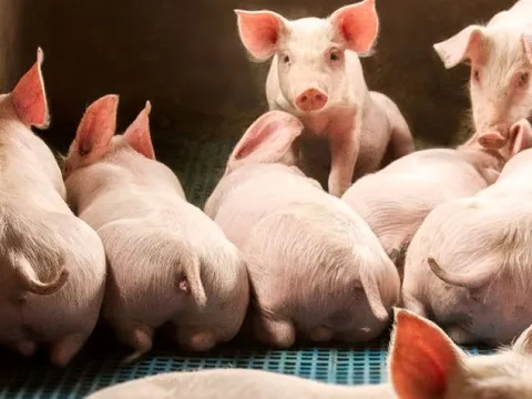 Giá heo hơi ngày 20/4: Miền Nam dẫn đầu cả nước, cán mốc 75.000 đồng/kg