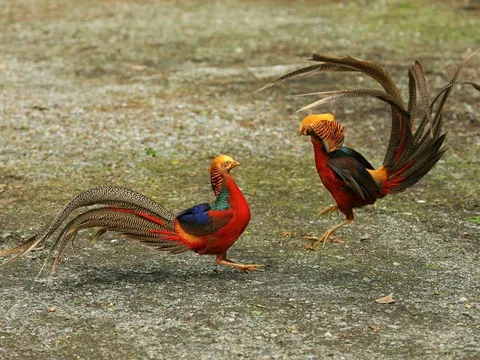 Vì sao chim trống luôn lộng lẫy hơn chim mái? Câu chuyện chọn lọc giới tính đầy tinh tế trong tự nhiên