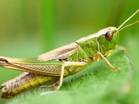 Khi nàng vượt trội chàng: Bí ẩn đằng sau sự ‘lệch pha’ kích thước ở côn trùng