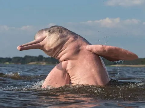 Cá heo sông Amazon: Huyền thoại hồng giữa lòng rừng rậm