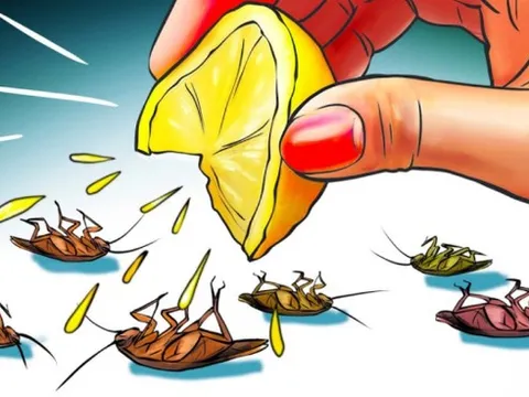 9 cách đuổi gián vĩnh viễn không cần dùng hóa chất, an toàn, hiệu quả ai cũng làm được