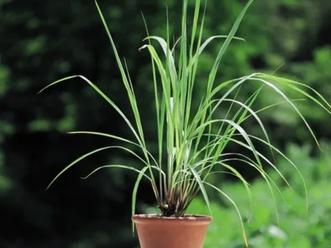 7 loại cây gia vị bạn nên trồng: Vừa ngon miệng, vừa đuổi gián muỗi hiệu quả không ngờ