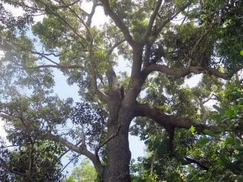 Loài cây quý hiếm nhất thế giới chỉ có tại Việt Nam, cứng như sắt, hiện còn 13 cây