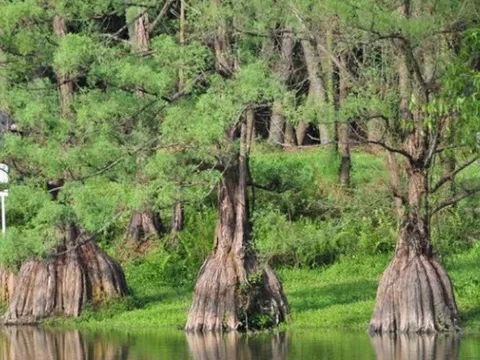 Đây là loại gỗ cực kỳ quý hiếm của Việt Nam: Có tên nằm trong Sách Đỏ, giá 250 triệu đồng/m3
