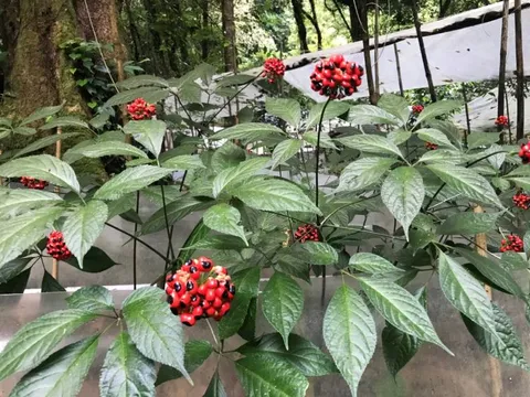 Sâm Ngọc Linh – Quốc bảo giữa đại ngàn Trường Sơn