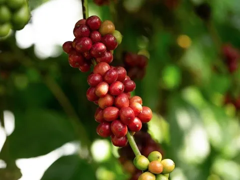 Giá nông sản ngày 22/4: Cà phê giữ giá, hồ tiêu điều chỉnh giảm nhẹ