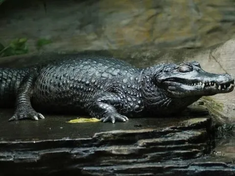 Cá sấu đen Caiman – 'Sát thủ khát máu' bậc nhất rừng rậm Amazon