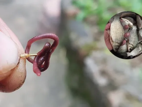 Giun sống trên cạn, cá bơi dưới nước: Tại sao lại là cặp đôi hoàn hảo?