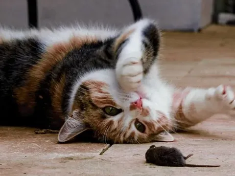 Mèo – Kẻ thù truyền kiếp của chuột: Bản năng săn mồi và văn hóa độc đáo