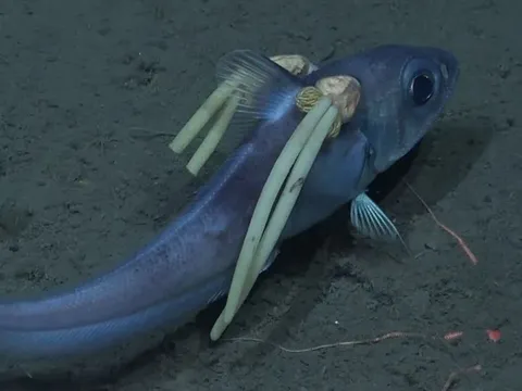 Kinh hoàng sinh vật ký sinh "đuôi heo" tấn công cá biển sâu gần Nam Cực