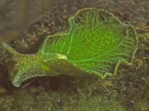 Loài động vật duy nhất trên Trái đất có thể “ăn ánh sáng mặt trời” như thực vật