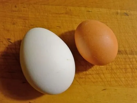 Trứng gà hay trứng vịt: Loại nào tốt cho sức khỏe hơn?