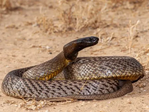Khám phá loài rắn độc nhất hành tinh: Một cú cắn đủ giết 100 người, nhưng lại nhút nhát đến khó tin