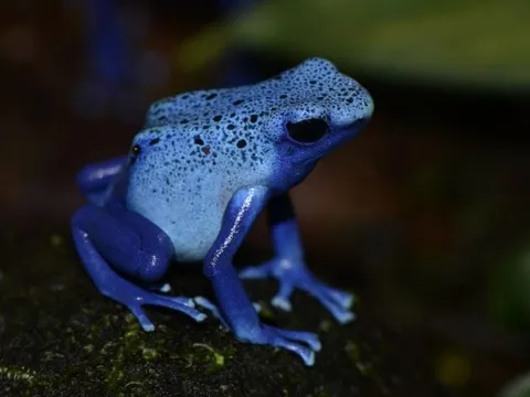Ếch phi tiêu độc – Những 'viên ngọc sống' nguy hiểm bậc nhất rừng rậm Amazon