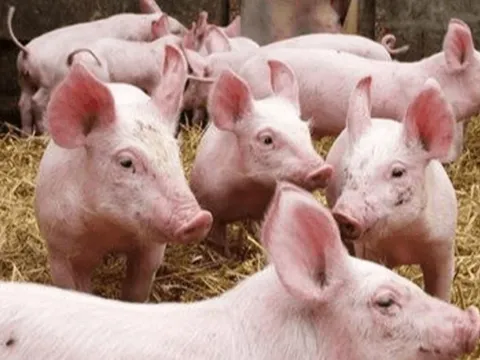 Giá heo hơi ngày 24/4: Miền Bắc giảm sâu, miền Nam đứng giá