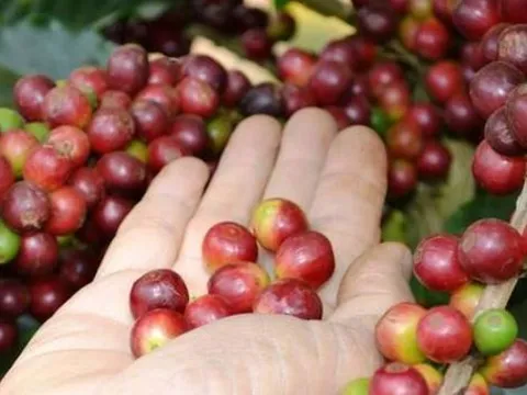 Giá nông sản hôm nay 24/4: Cà phê giảm nhẹ, hồ tiêu tiếp tục duy trì mức cao
