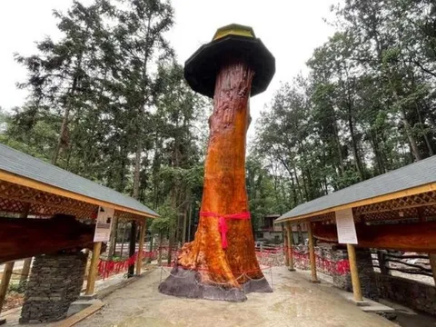 Đây là cây gỗ quý 4.300 năm tuổi, có giá gần nghìn tỷ