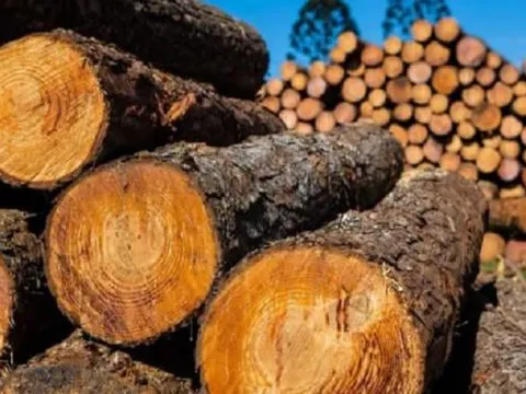 Vàng vượt hơn 100 triệu đồng/lượng nhưng ở Việt Nam có 1 loại gỗ 'đắt hơn vàng', chỉ còn 8 cá thể ngoài tự nhiên