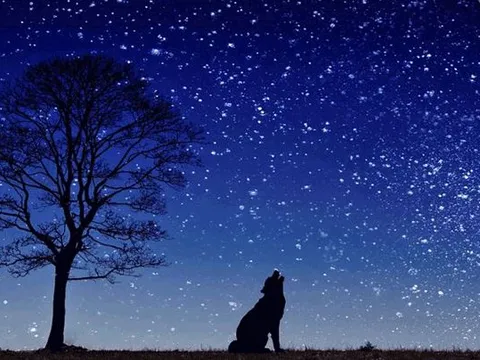 "Không sợ ma khóc, chỉ sợ chó hú" – Lời cảnh báo từ dân gian hay tín hiệu khoa học?