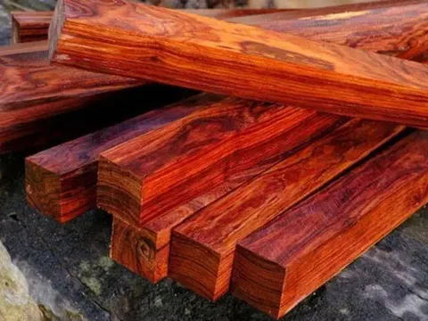 Loại gỗ ‘quốc bảo’ của Việt Nam: Từng được săn lùng với giá nửa tỷ đồng/m3, vừa quý hiếm lại cực xịn cho môi trường