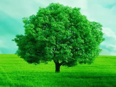 Tại sao cây lại có màu xanh lá? Bí mật khoa học đằng sau màu sắc của thiên nhiên