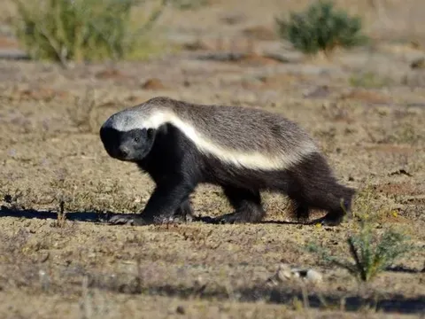 Vì sao lửng mật được mệnh danh là "kẻ bố đời" của thế giới động vật?