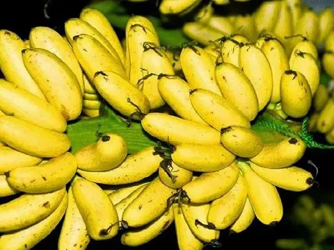 Khi mua chuối, hãy tránh 3 dấu hiệu này nếu không muốn rước bệnh vào người