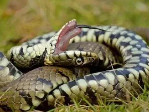 Bí ẩn loài rắn hognose, "diễn viên" tài ba trong thế giới bò sát