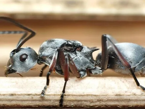 Kiến bạc Sahara: Loài côn trùng nhanh nhất thế giới, có thể đạt  tốc độ hơn 500 km/h 