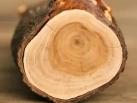 Loại gỗ trong thân chứa 'vàng thơm', giá lên đến 160 triệu đồng/kg không có mà mua