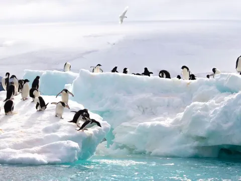 Đây là châu lục duy nhất không có người sinh sống: Vương quốc của loài chim cánh cụt, sở hữu nhiều cái khắc nghiệt nhất trái đất