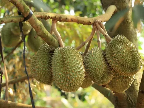 Vì sao sầu riêng không thể trồng ở miền Bắc Việt Nam?