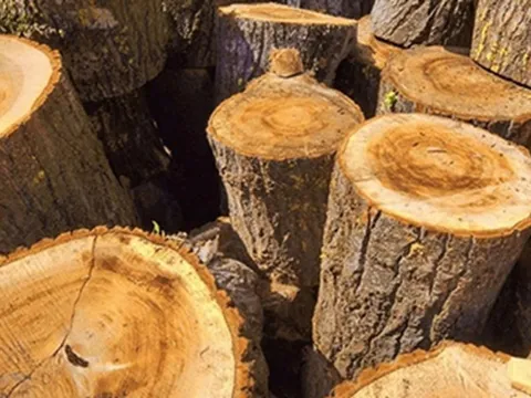 Loài gỗ “huyền thoại” chỉ Việt Nam và một quốc gia khác sở hữu: Giá đắt đỏ, có tiền cũng chưa chắc mua nổi
