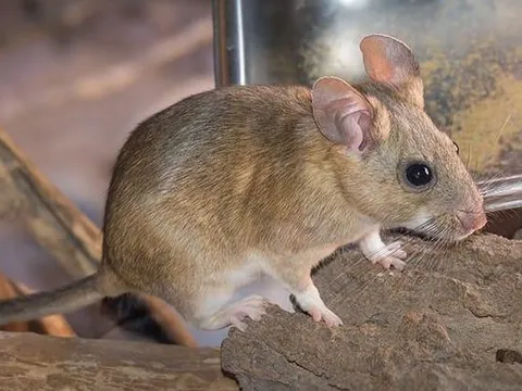 Trái đất sẽ ra sao nếu loài chuột tuyệt chủng?