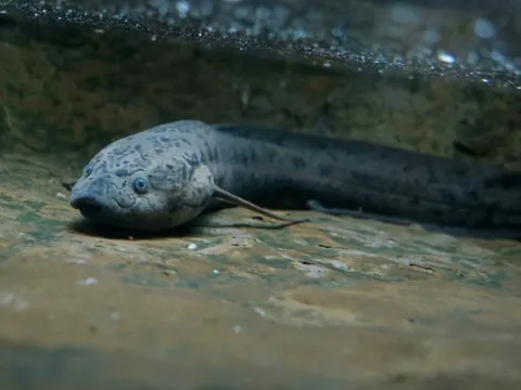 Cá phổi châu Phi – Loài cá duy nhất có thể sống vài năm không cần ăn uống