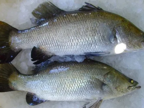 Tại sao cá lại có mùi tanh? Cách khử mùi hiệu quả